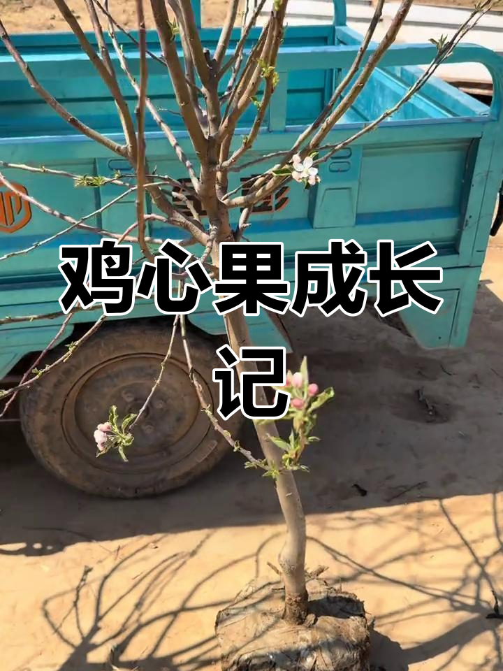 鸡心果开花结果全过程,带你了解果树生长的奥秘