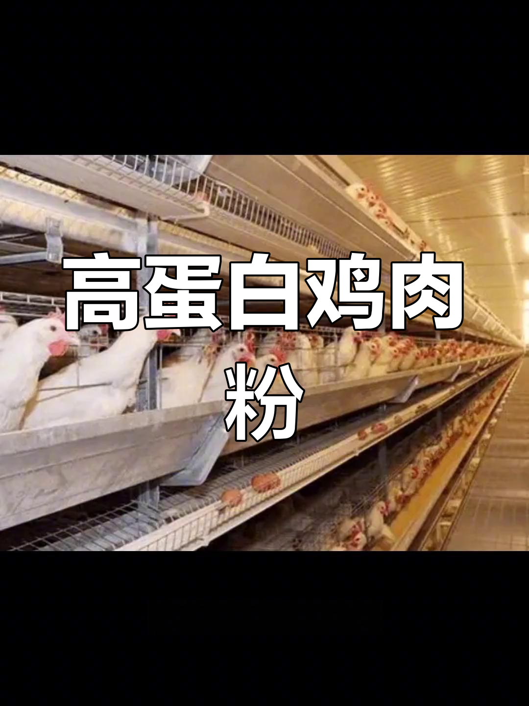 鸡肉粉的营养价值与应用