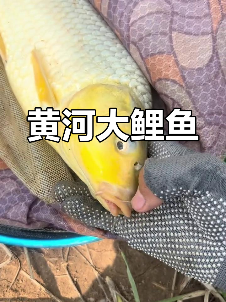 黄河大鲤鱼惊艳亮相,四根胡须超罕见