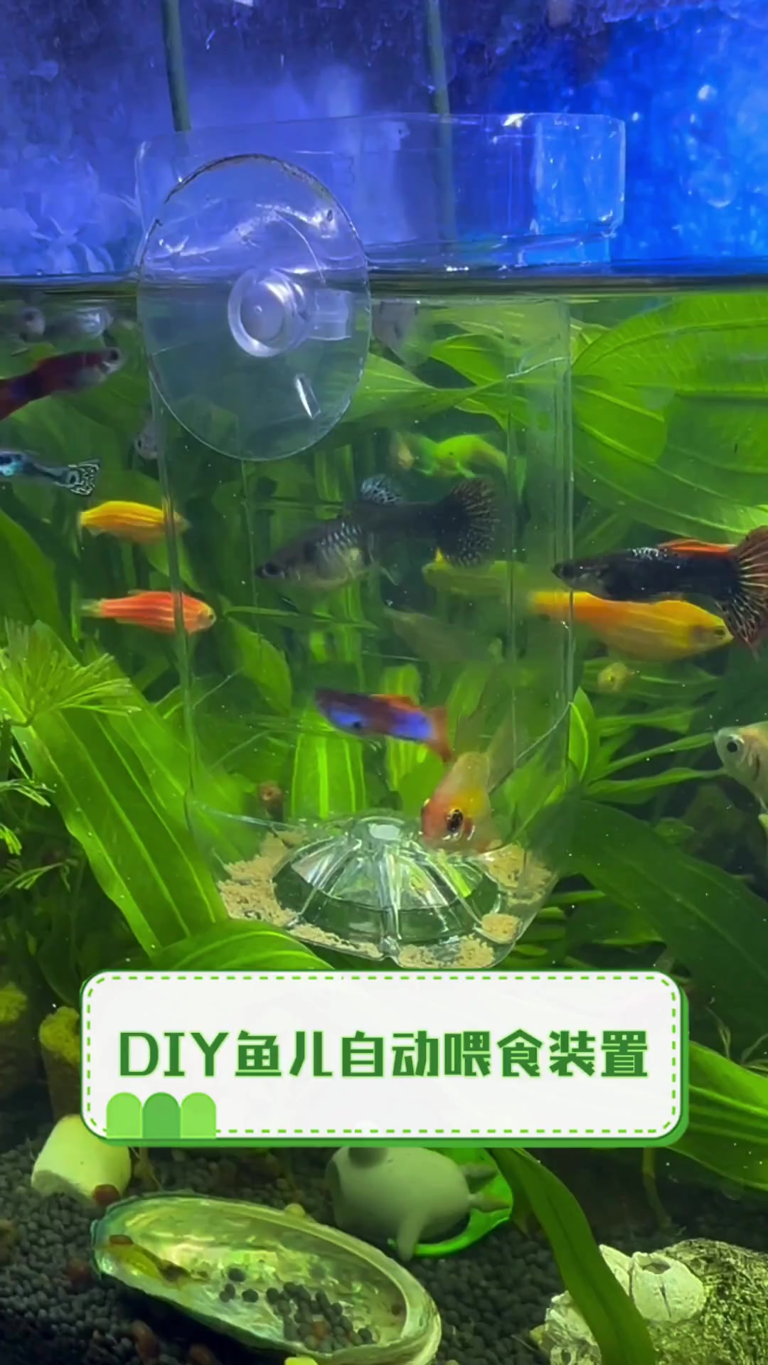 DIY鱼儿自动喂食装置