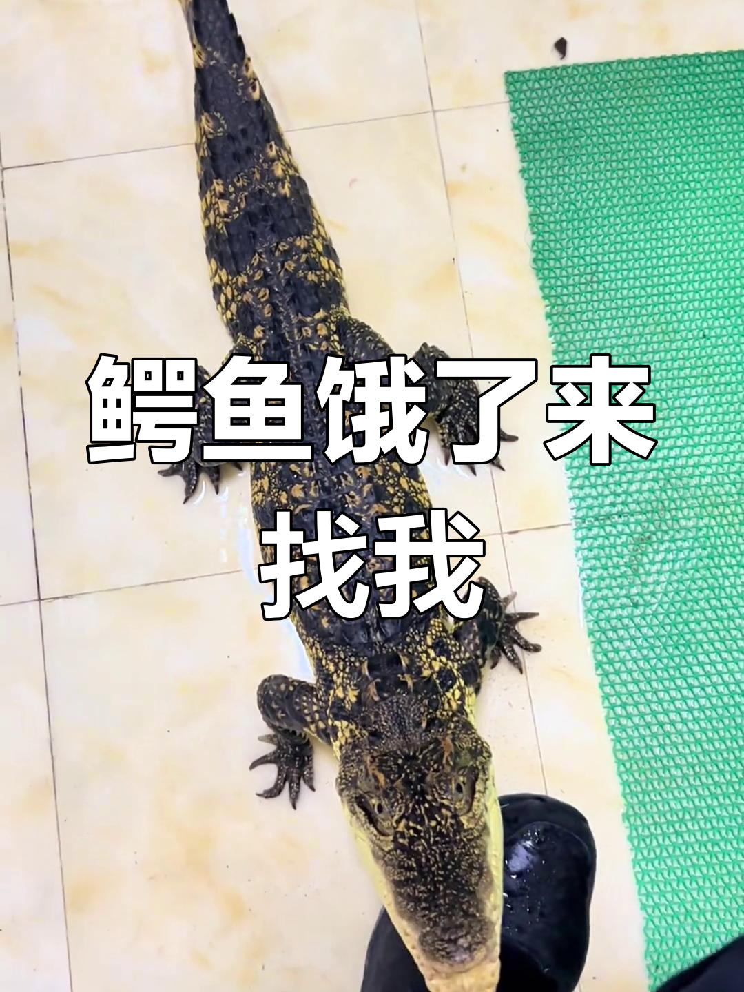 鳄鱼拉屎时闯入,肚子饿得直张嘴