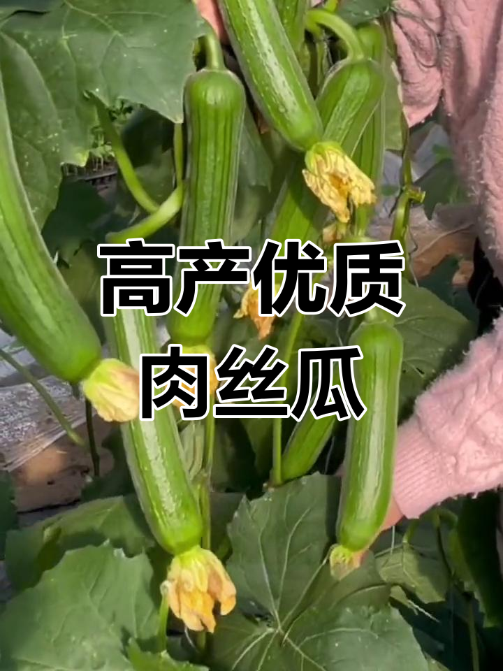 短把肉丝瓜品种推荐,耐热抗病高产