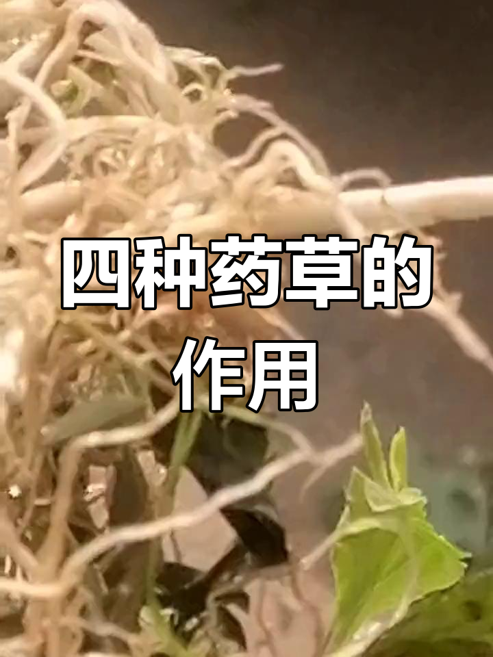 草药功效解析:清热利湿,消肿止痛