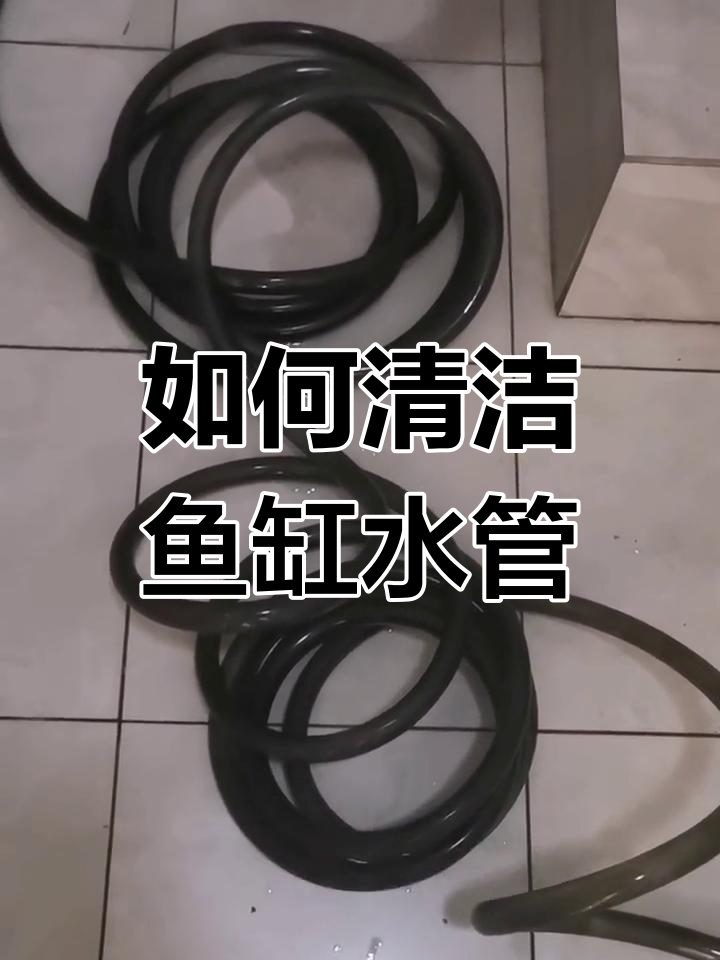 鱼缸水管清洗技巧,轻松去除污垢