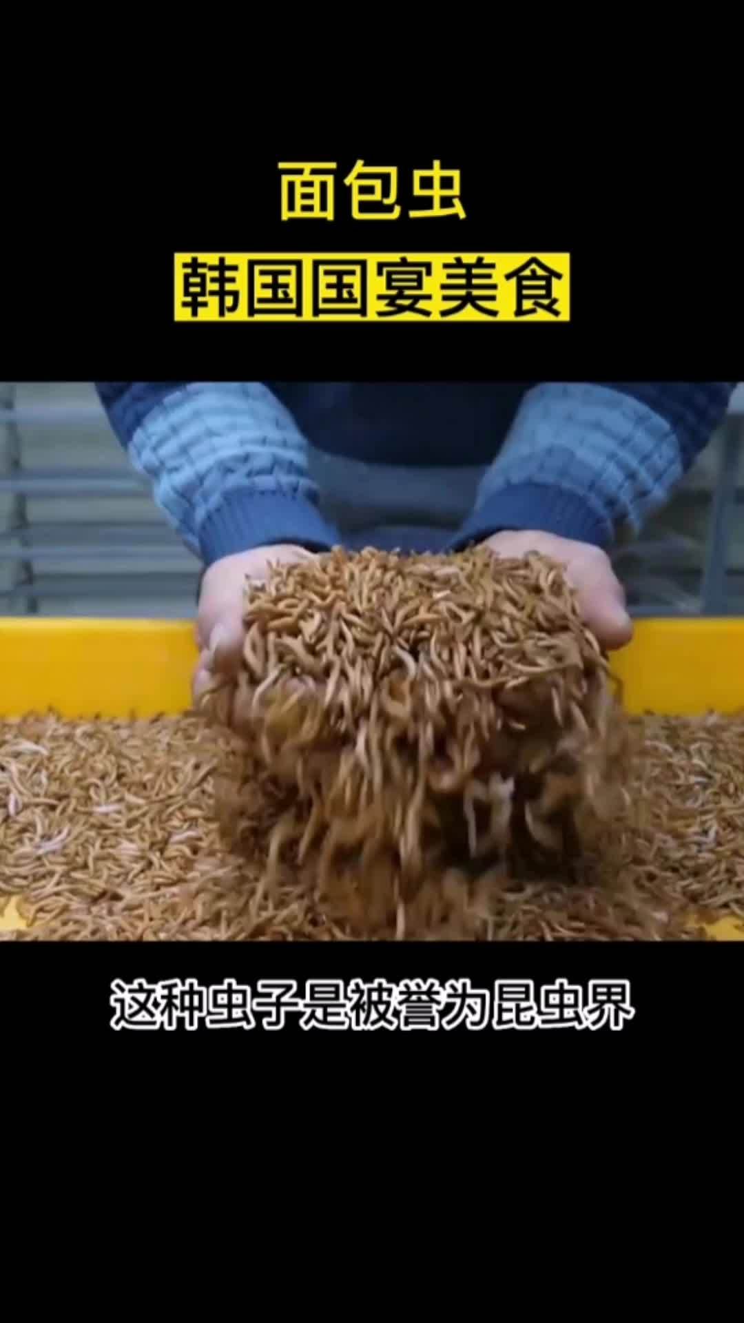 “蛋白大王”面包虫,富含蛋白质,营养丰富!面包虫 面包虫的诱惑 平东仔活饵 钓鱼狂开口 面