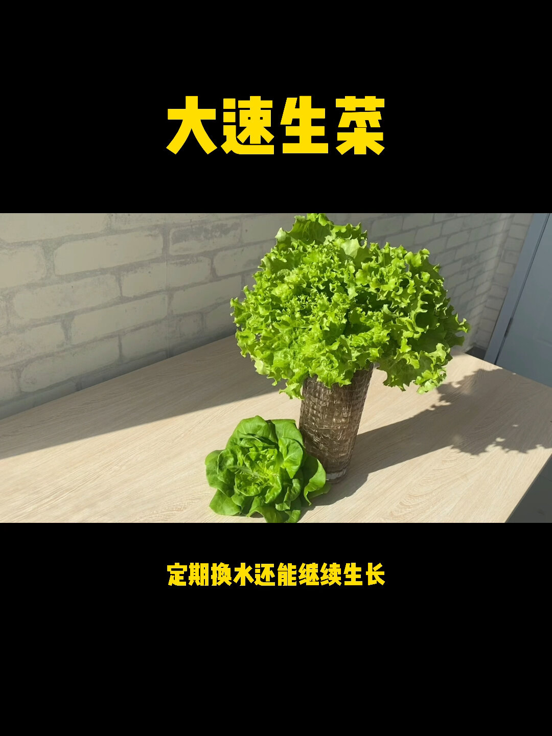 大速生菜-生菜界的法拉利