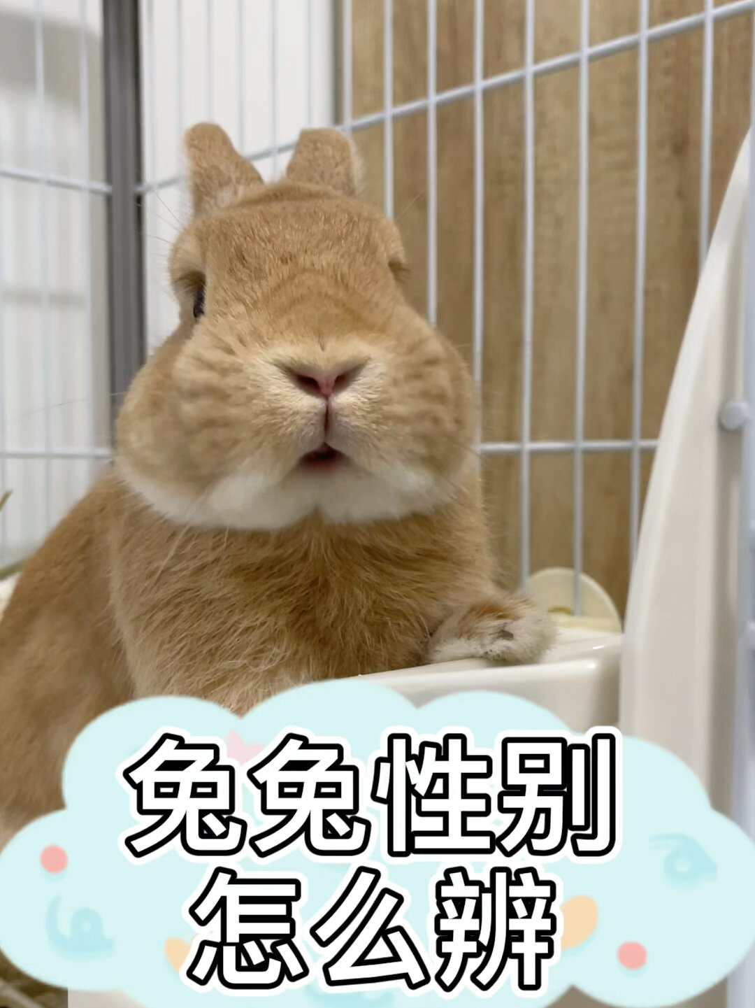 兔子公母怎么看