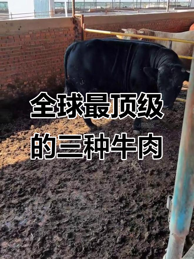 世界三大顶级牛肉品种揭秘，哪种牛最能产出最美味的肉？
