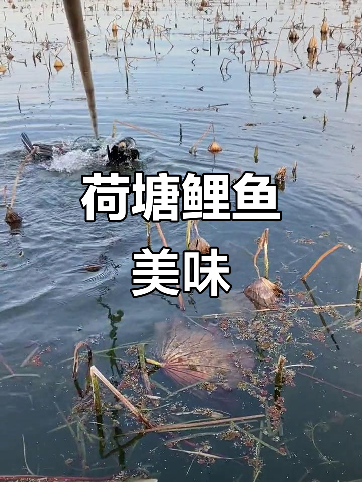 微山湖荷塘美景与黄金大鲤鱼的完美结合