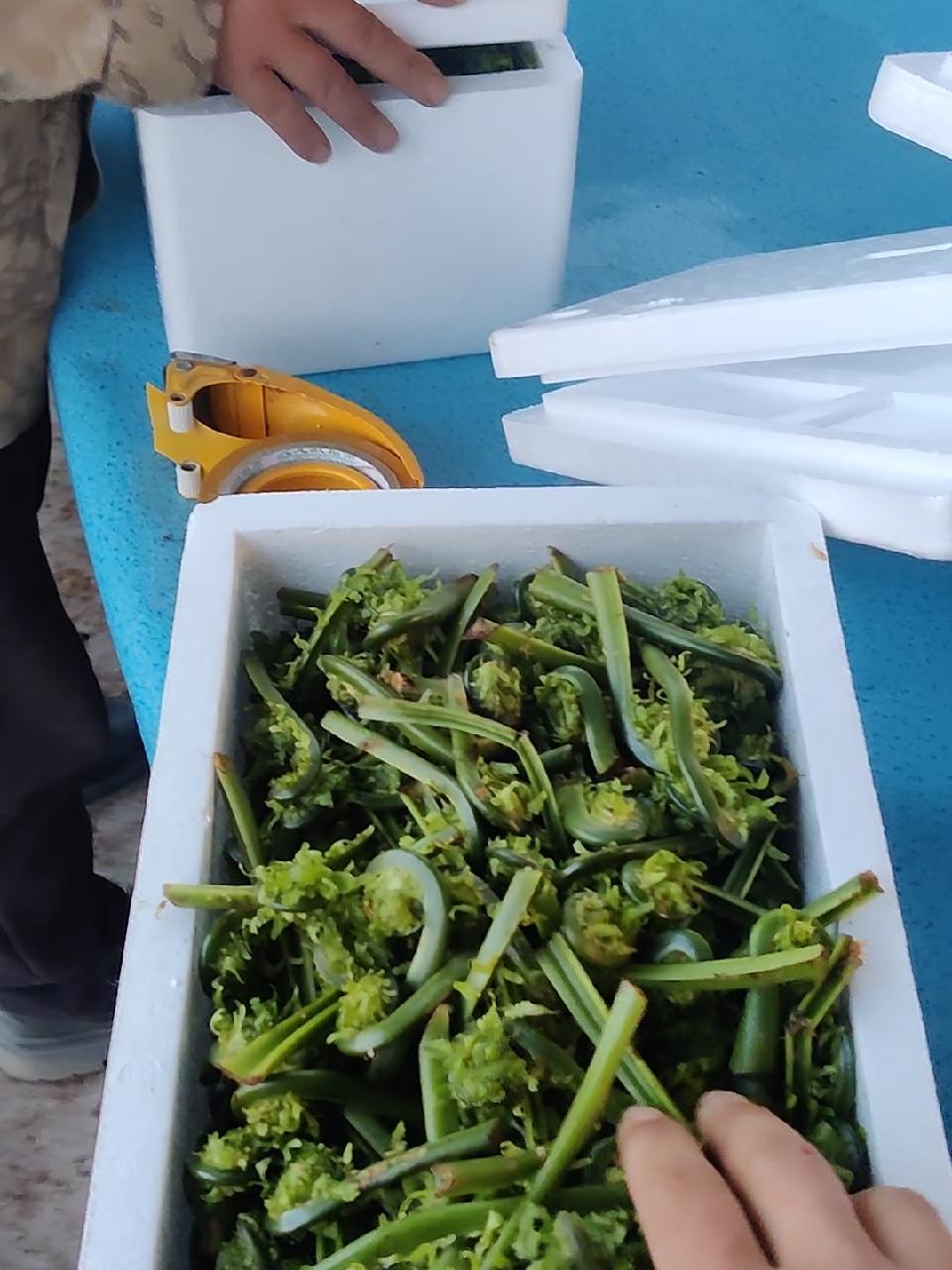 刚下山的新鲜黄瓜香直接发走 黄瓜香 又到了吃野菜的季节了 山野菜