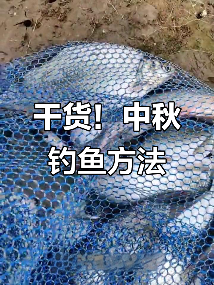 中秋国庆钓鱼攻略，钓鳊鱼技巧全揭秘
