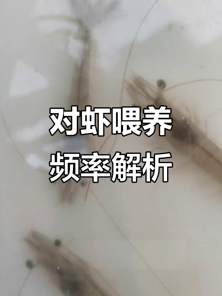 南美白对虾养殖投喂技巧,掌握这些规律提高产量