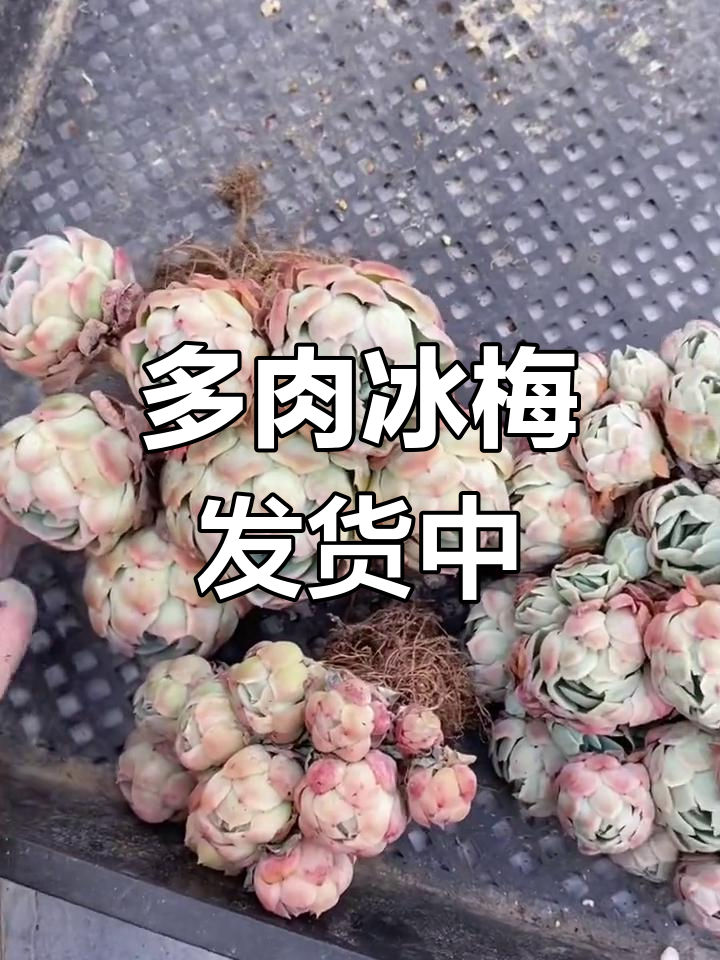 冰梅多肉移盆与发货