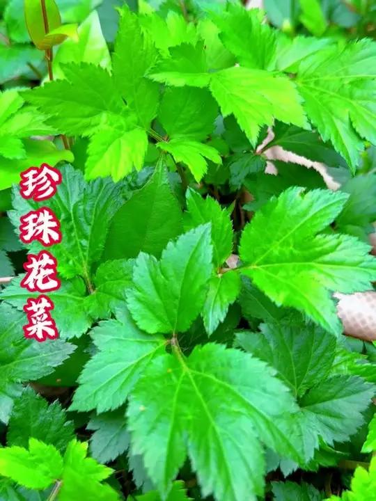 很多潮汕人都吃过的珍珠花菜 #潮汕青草 #大自然 #珍珠花菜