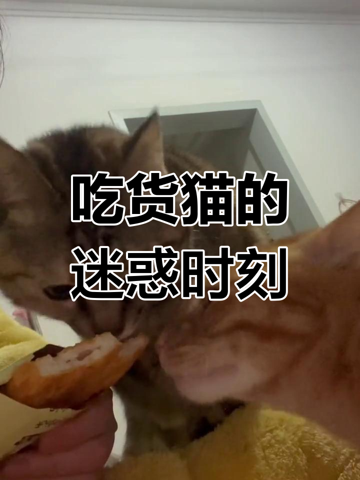 猫咪被旺旺大米饼吸引,垂涎三尺