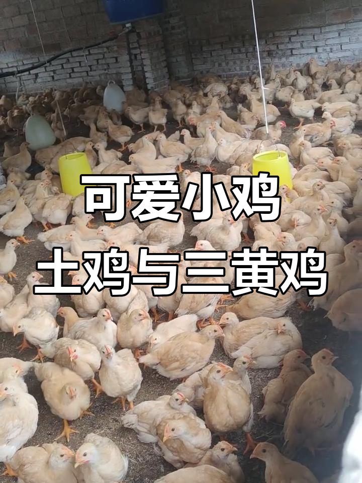 小鸡仔成长记：土鸡与三黄鸡的美丽故事