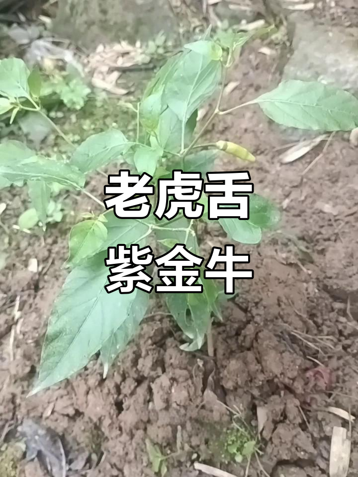 见过这种“老虎舌头”植物吗?它比熊猫还稀有,竟是二级保护草