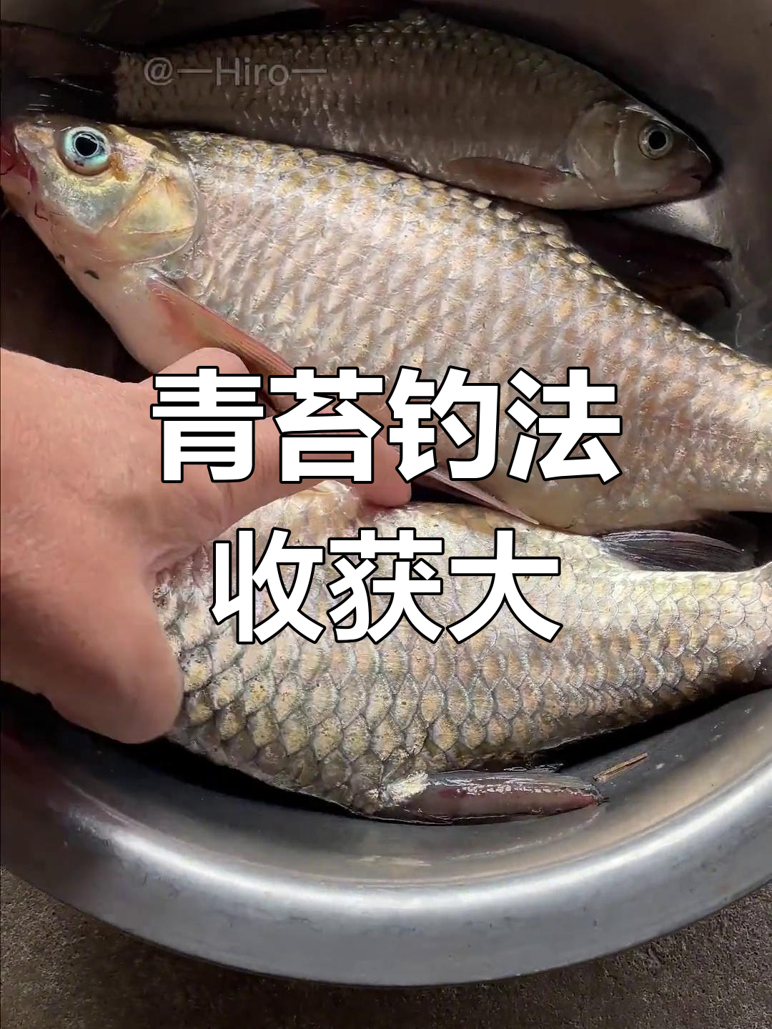 西双版纳傣族青苔钓鱼,老舅钓到一斤多巴扎鱼