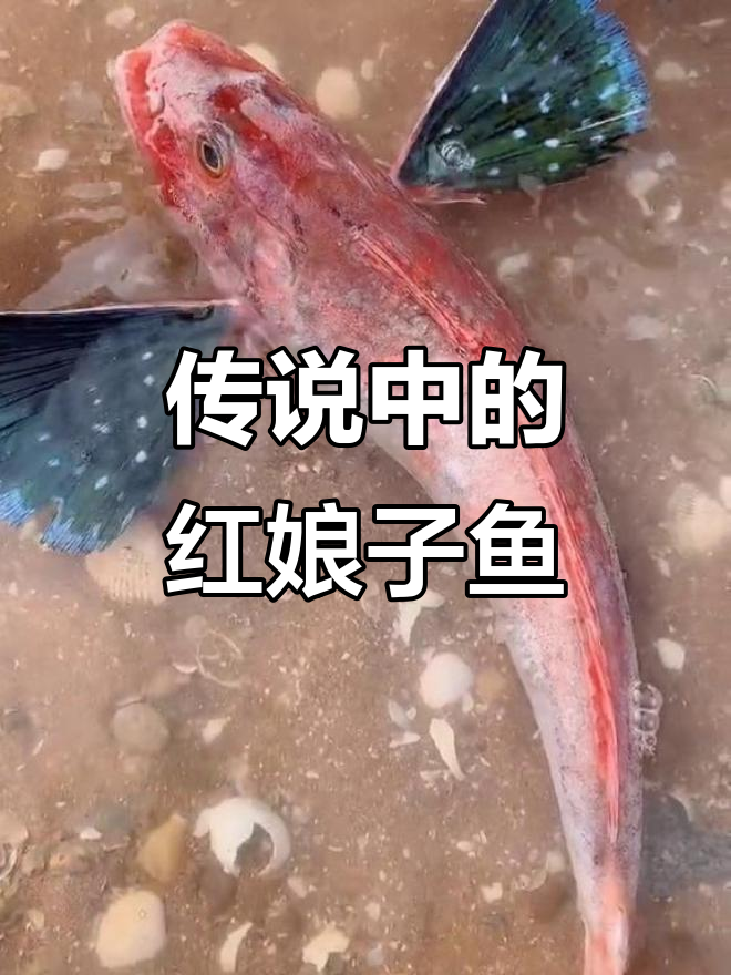 红娘子鱼:天上的媒婆化身为美丽海鱼,传说背后的爱情故事