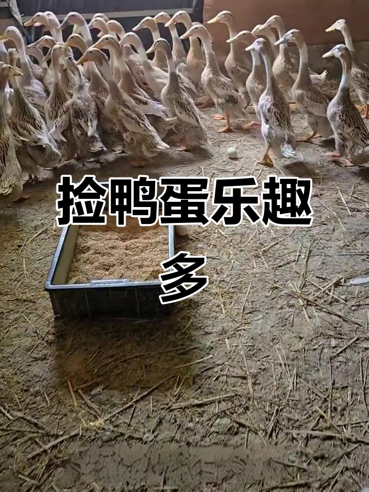 捡鸭蛋的快乐,散养老鸭带来的惊喜