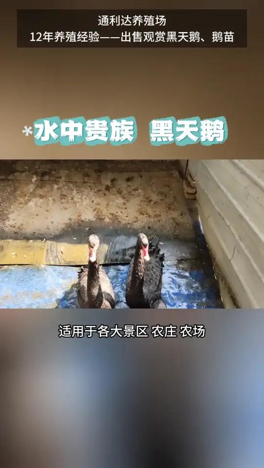 成年黑天鹅采购低投入高回报:杂食 成年黑天鹅采购低投入高回报:杂食习性降低饲料成本,鹅苗、