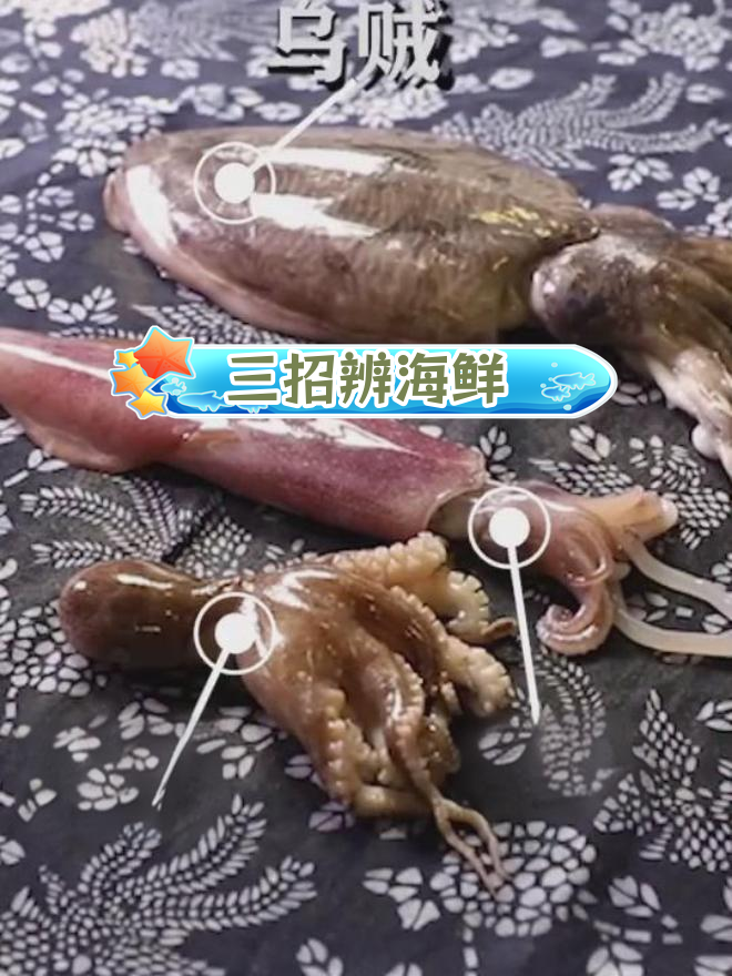 轻松区分乌贼、鱿鱼和章鱼的技巧