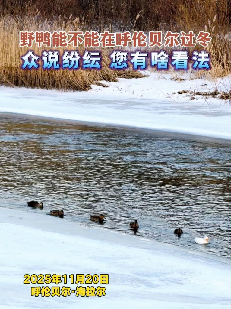 野鸭到底能不能在极寒的呼伦贝尔过冬?让人牵肠挂肚!还是大家讨论吧。手机摄影 野生鸟类摄影 