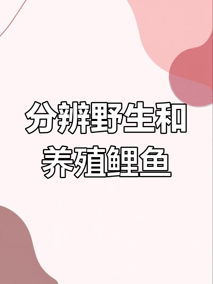 如何区分野生鲤鱼与养殖鲤鱼的真正特征
