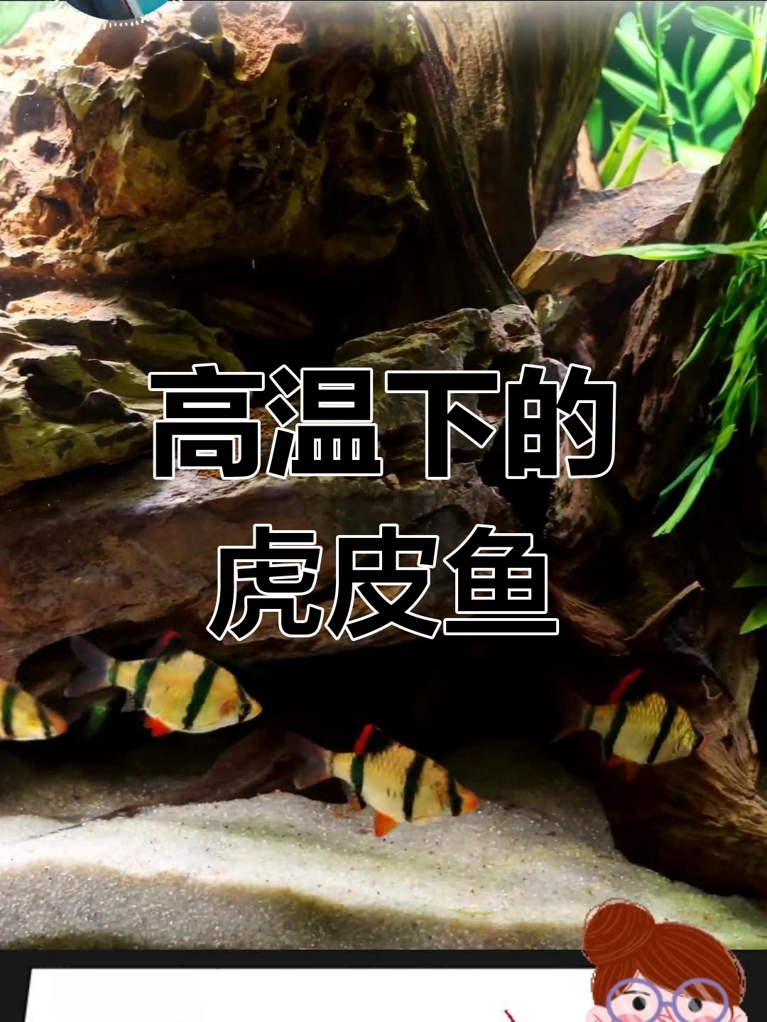 虎皮鱼:高温高氧的小型热带鱼