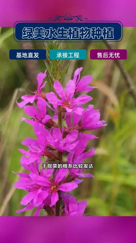 锡林郭勒盟千屈菜