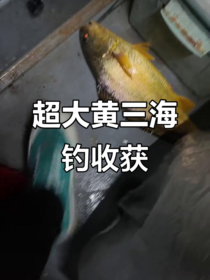 海钓大丰收!超级大黄三和春子鱼满满一箱