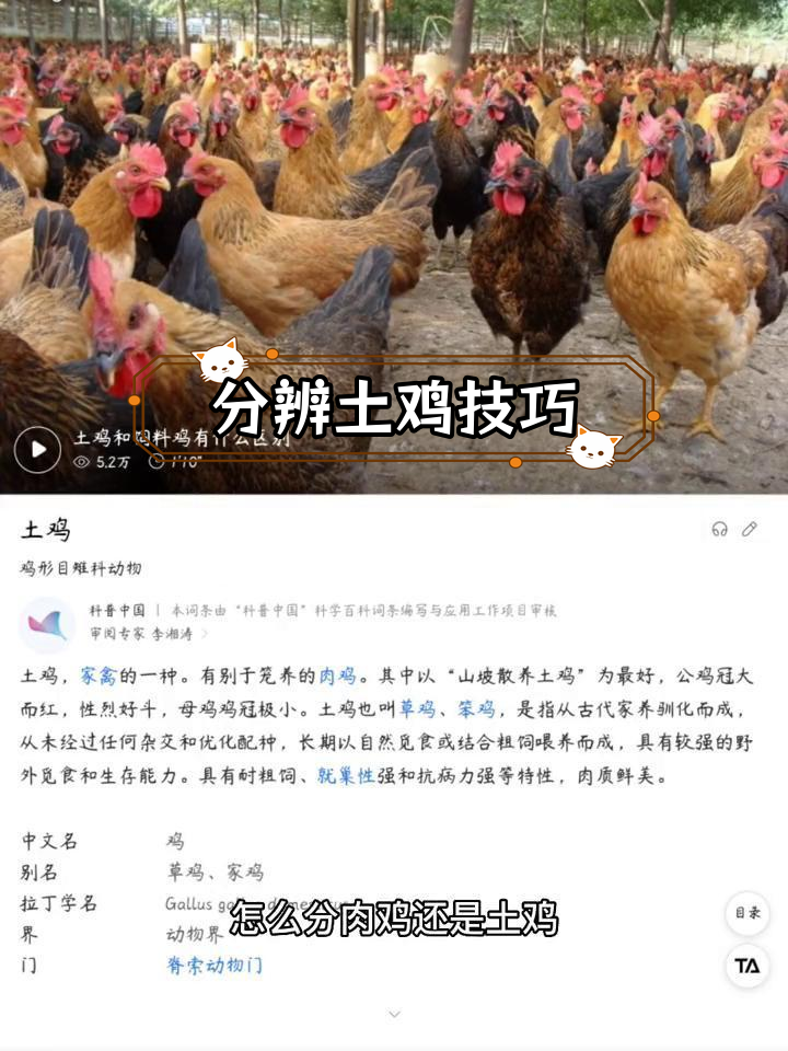 如何辨别土鸡与肉鸡
