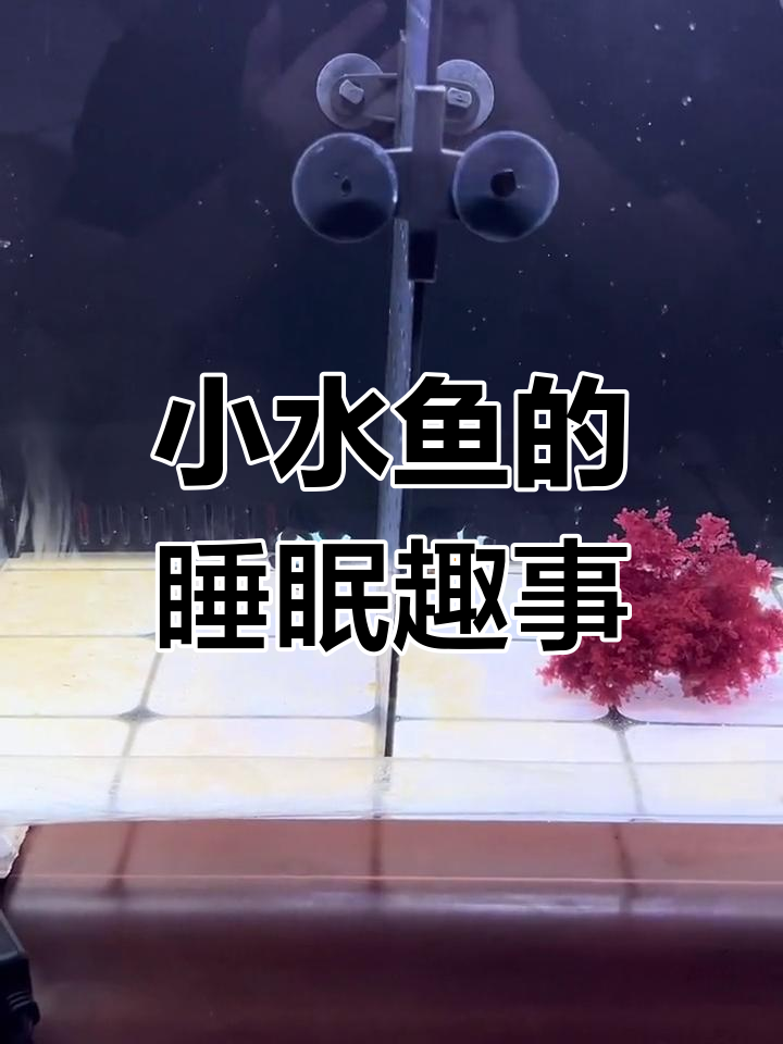 小丑鱼晚上竟然睡觉,姿势超有趣
