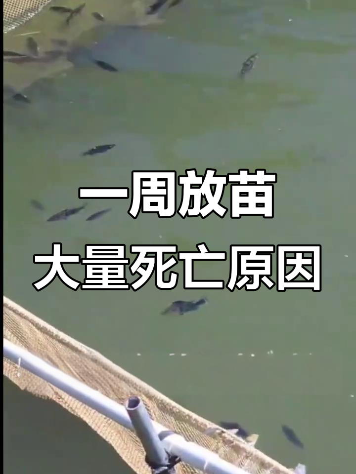 桂鱼苗种问题揭秘:为何一周后伤亡惨重?