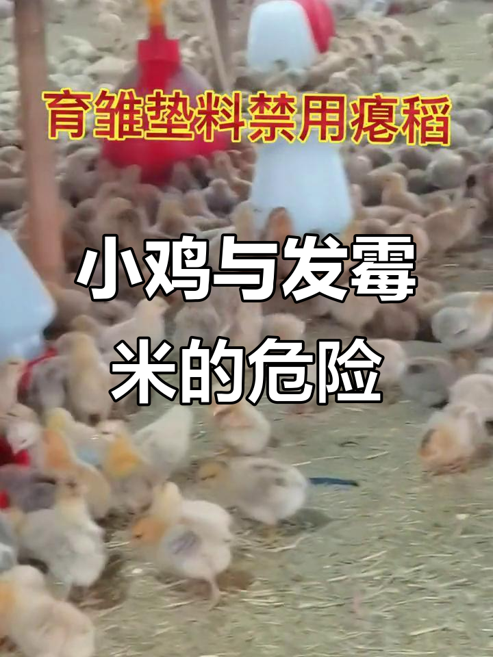 潮湿碎米易霉变,小鸡误食引发曲霉菌感染