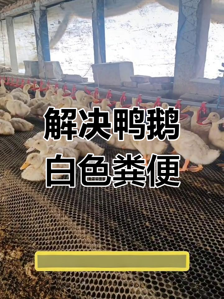 鸭子拉白便,轻松解决沙门氏菌问题