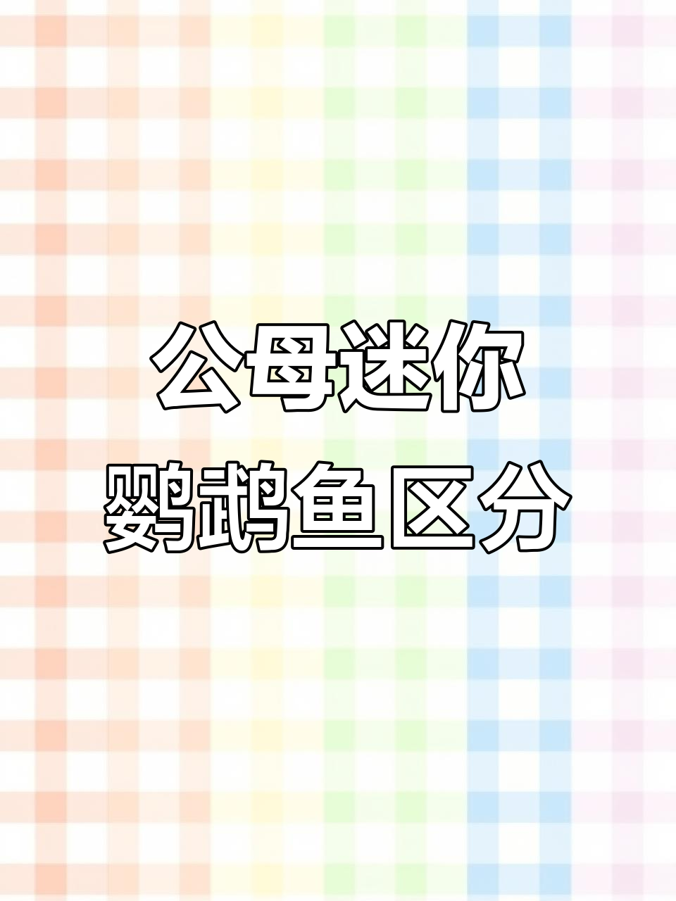 迷你鹦鹉鱼公母辨别技巧，三招轻松搞定