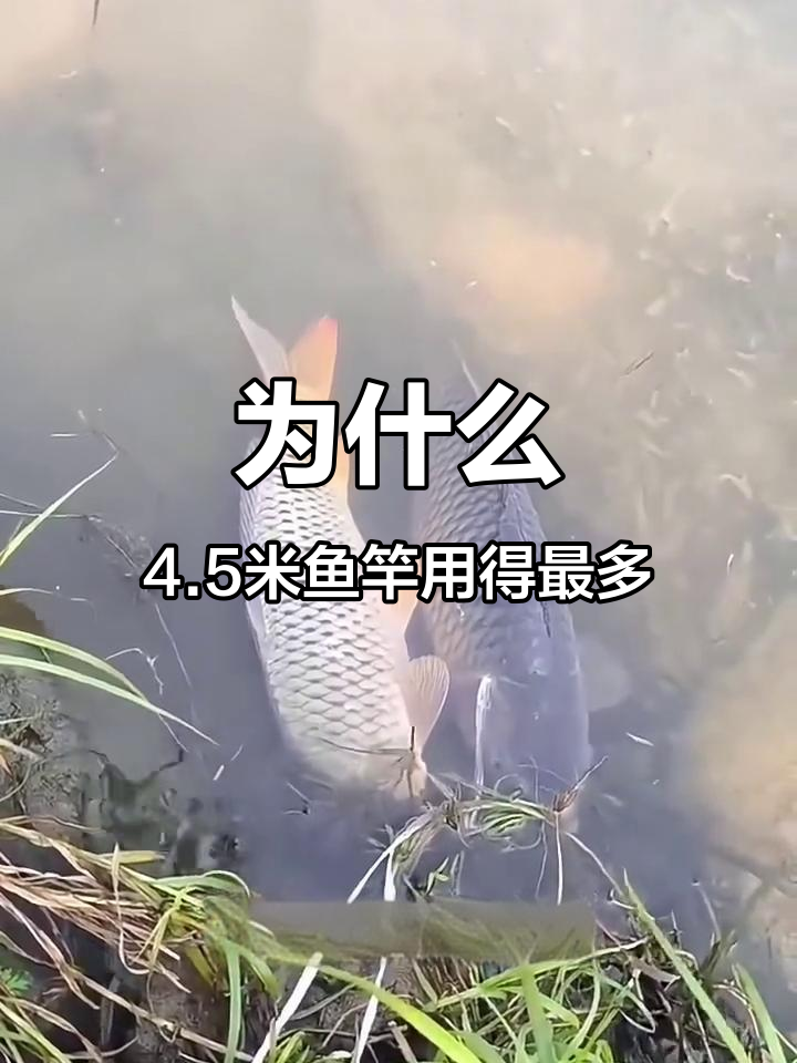 为什么4.5米手竿最受欢迎?钓鱼人最爱用的长度解析