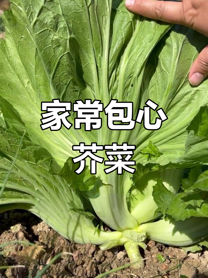 包心芥菜:酸甜苦辣的人生滋味