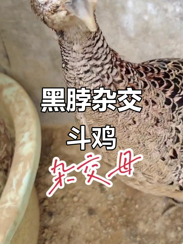 九个月杂交黑脖斗鸡，双口公鸡的战斗风采