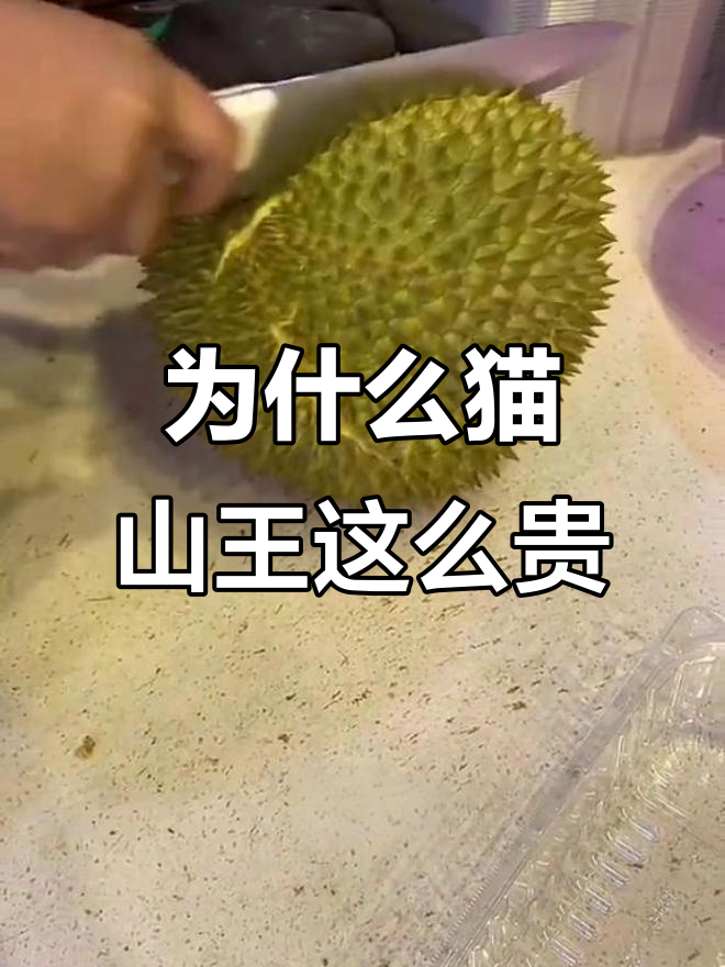 猫山王榴莲为何如此昂贵?揭秘其独特魅力与稀缺性