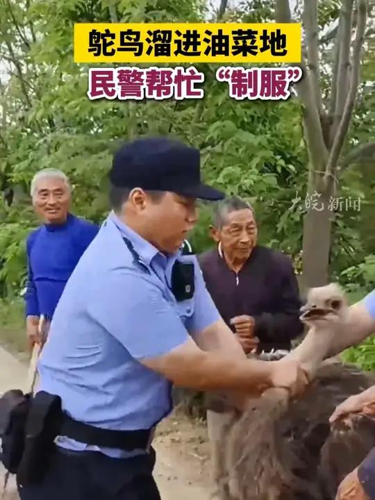 鸵鸟溜进油菜地 民警帮忙“制服” 安徽dou知道六安本地鸵鸟  近日安徽六安  “逮住了,