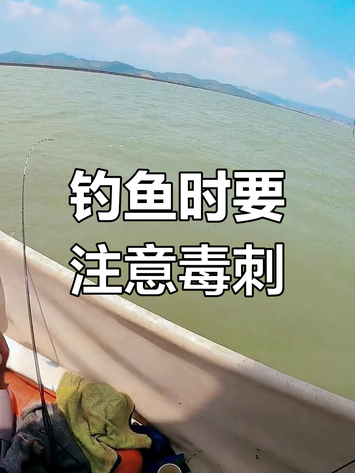 海钓魔鬼鱼,刺有毒需小心