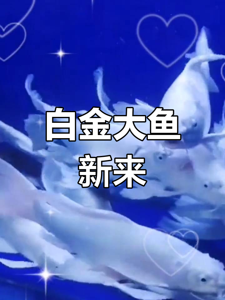 新到白金龙凤金鱼