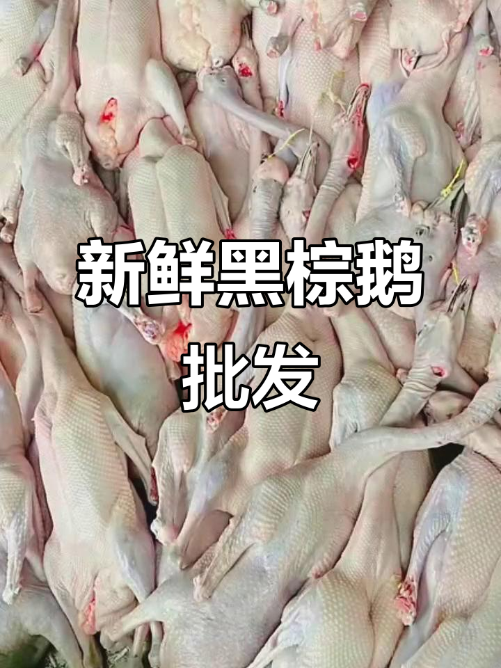 黑棕鹅新鲜批发,品质保证