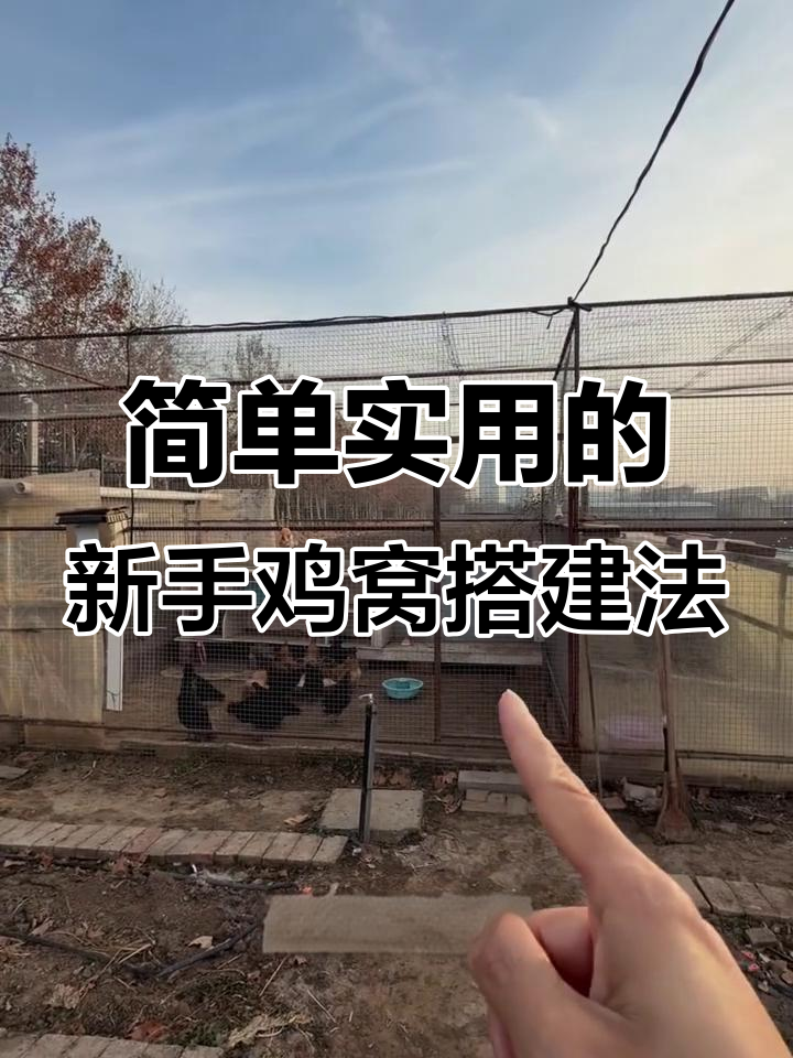 新手养鸡必看：如何搭建简易又温暖的鸡舍