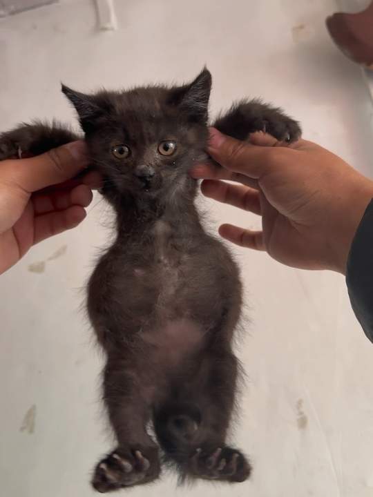 饿了是牛肉干饱了是鸡翅包饭