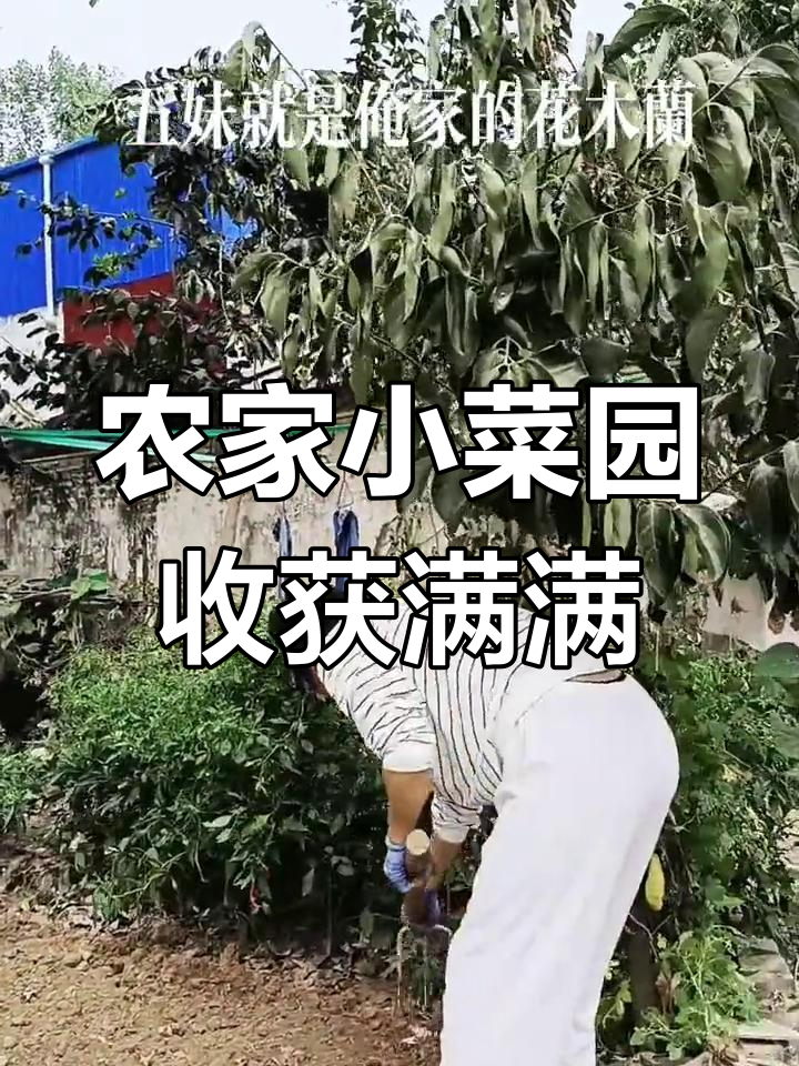 小五妹的田园生活:纯天然蔬菜大丰收,劳动者最美!