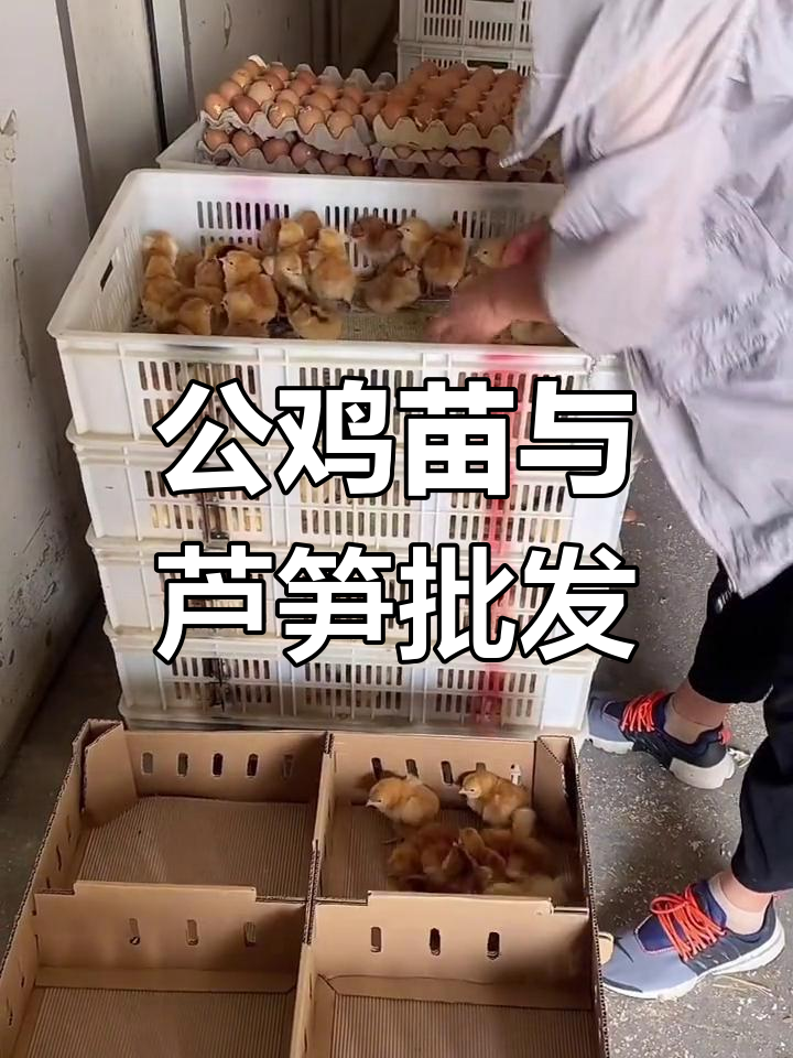 酒斤红公鸡苗批发,送芦笋,一筐102只