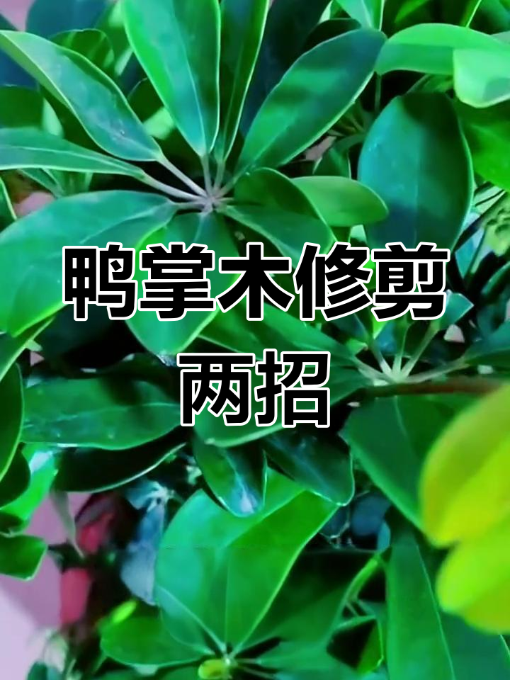 鸭掌木修剪技巧大公开,轻松打造丰满株形